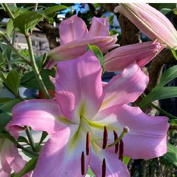 ピンク大好きの画像 by saorinさん | 小さな庭とピンク大好きとカサブランカピンクとおうち園芸