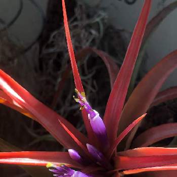 チランジア カピタータの投稿画像一覧 Greensnap グリーンスナップ