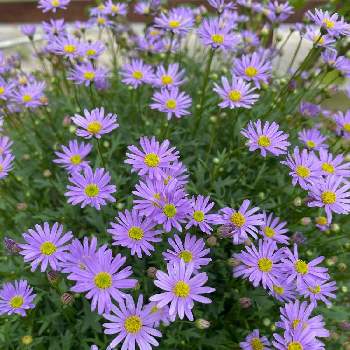 カラフルな花の投稿画像一覧 Greensnap グリーンスナップ