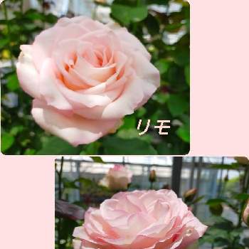 花の癒やしの画像 by 合歓の木さん | お出かけ先と薔薇とピンクワールドと❤️M.family❤️と東温市と愛媛県花き研究センターと花の癒やし