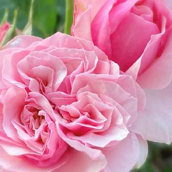 アップルローゼスの画像 by ちょこっちさん | 小さな庭とバラが好き♪とばら バラ 薔薇とハロースワローとピンク好き♪とガーデニング♪とアップルローゼス