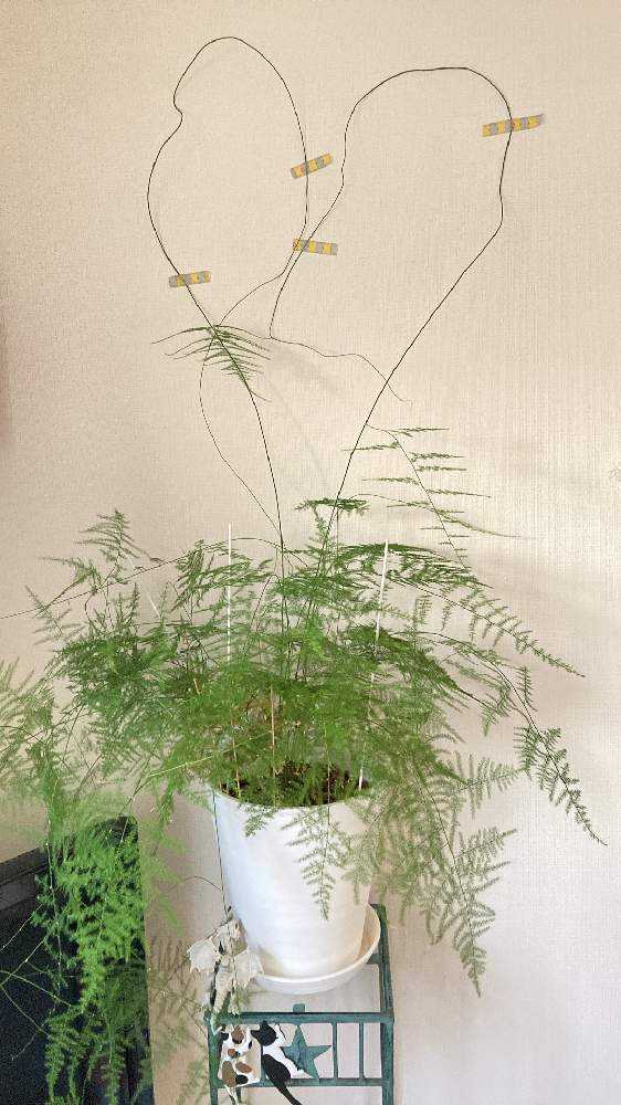 アスパラガス プルモーサス ナナス3年目の2023年梅雨にお星様になり