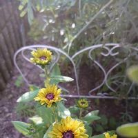 ルドベキア,ルドベキア　アーバンサファリ　フォレストグリーン,開花,植物のある暮らし,PWの画像