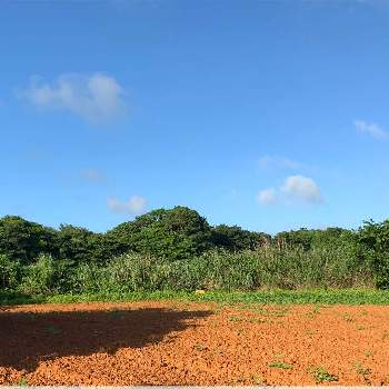 南の島の画像 by 子山羊さん | 畑とネギ 栽培と南の島と山芋