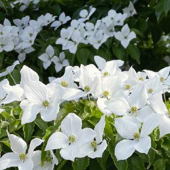 木の花の画像 by selinaさん | ヤマボウシと公園と今日のお花と朝の散歩道と白いお花と木の花と花のある暮らしと白い花とお散歩とヤマボウシ♪と海外暮らし