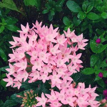 沢山のお花の画像 by スイトピー好きさん | 小さな庭とペンタスと沢山のお花と癒される♡とピンクの花と切り花を楽しむと優しい色と花びらが可愛いと星型のお花