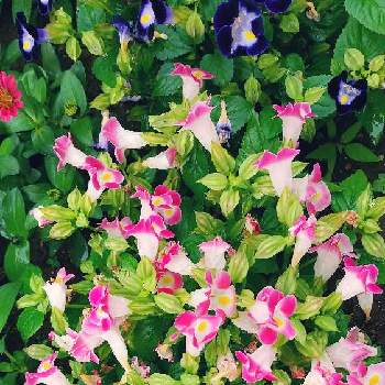 沢山のお花の画像 by スイトピー好きさん | 小さな庭とトレニアと沢山のお花と癒される♡と切り花を楽しむと夏のお花とピンク系のお花と優しい色と花びらが可愛い