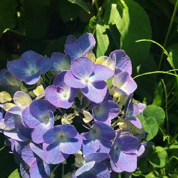 梅雨の花の画像 by たまさん | 広い庭と幸せとガーデンと梅雨の季節と愛でれると癒しと梅雨の花と美しいと綺麗とアジサイ　紫陽花とブルーの紫陽花と癒し…♡とブルーの花と楽しみ〜と紫の花