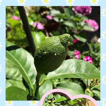アゲハ蝶の卵の投稿画像一覧 Greensnap グリーンスナップ