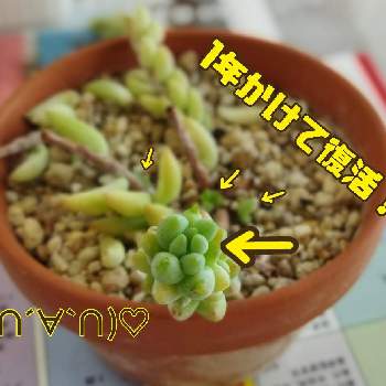 素焼鉢の画像 by mekiさん | 多肉植物と素焼鉢とタマツヅリ？