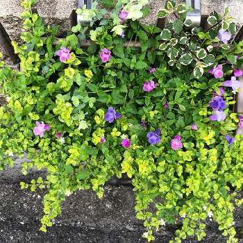 バコパ ステラの投稿画像一覧 Greensnap グリーンスナップ