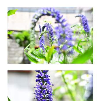 ベロニカロンギフォリアの投稿画像一覧 Greensnap グリーンスナップ