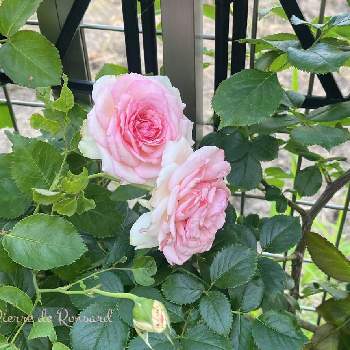 地植えの薔薇の投稿画像一覧 Greensnap グリーンスナップ