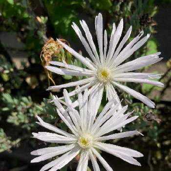 マツバギク 白の投稿画像一覧 Greensnap グリーンスナップ