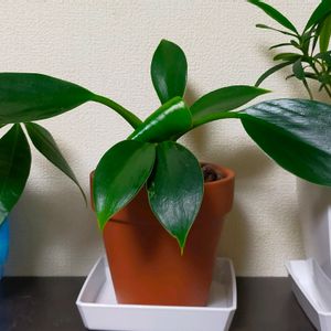 フィロデンドロン,観葉植物,100均,植え替え,ダイソーの画像