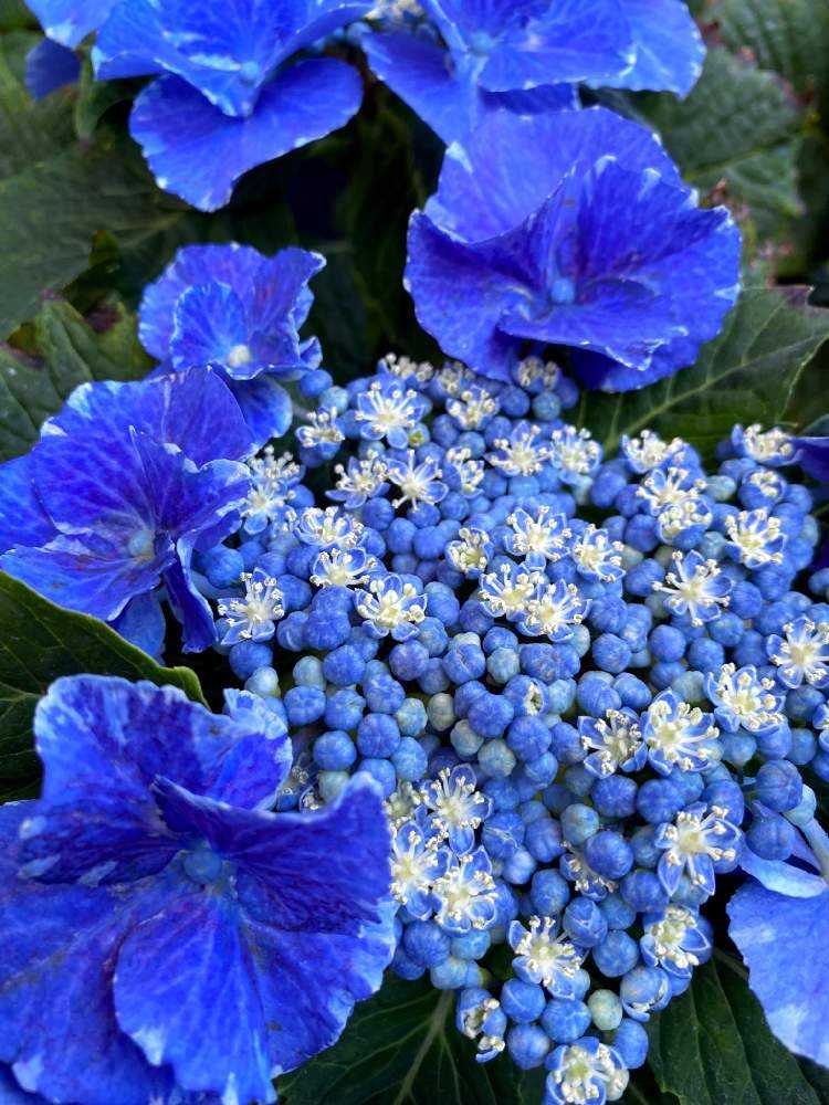 2022年 我が家で開花した紫陽花💠✨｜🍀GreenSnap（グリーン