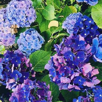 生花好きの画像 by kaeさん | お出かけ先とアジサイと季節を楽しむと紫色と紫陽花 アジサイ あじさいと生花好きとキュートとかわいいとこころのオアシスと大きい