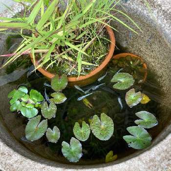 水生植物の画像 by やまぶきさん | 小さな庭とベニチガヤ☆と姫睡蓮とホテイ草とビオトープと水生植物とメダカ