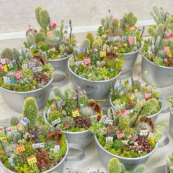 クルミ Greensnap グリーンスナップ