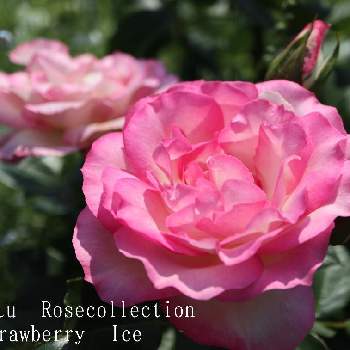北海道支部GS友花の輪,田舎暮らし,北の国から,konatu Rosecollection,バラと夢CLUBの画像