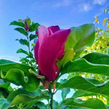シモクレン(紫木蓮)の画像 by はちまんさん | 小さな庭とシモクレン(紫木蓮)と夏の花と庭の植物