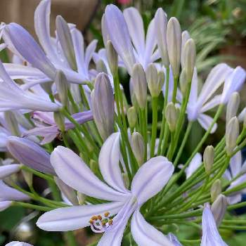 今年も咲いたの画像 by manabeさん | 車庫とアガパンサス(紫君子蘭)とアガパンサスとアガパンサスの花茎と紫君子蘭(アガパンサス)とムラサキクンシラン（アガパンサス）と今年も咲いたと愛しの紫と花姿が球形