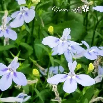 ブルーの花の画像 by Yume cafeさん | 小さな庭とロベリア　カリブウォーターとマイガーデンと元気！とno green no lifeとおうち園芸とブルーのときめき❣️と涼しげな花色とブルーの花とかわいい