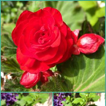 球根ベゴニアフォーチュンの投稿画像一覧 Greensnap グリーンスナップ