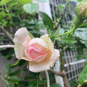 ピエール  ドゥ  ロンサールの画像 by Rose Rose！さん | 小さな庭と花のある暮らし♡とピエール  ドゥ  ロンサールとばら バラ 薔薇とバラ・ピエールドゥロンサールと庭づくりと可愛いとガーデニング