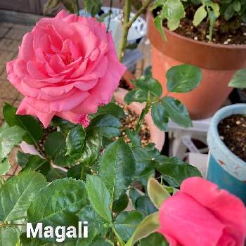 うちの庭の画像 by わこさん | 小さな庭とばら バラ 薔薇とうちの庭と薔薇マガリと鉢植えとバラ・ミニバラ