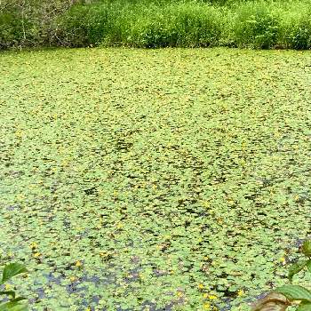 箱根湿生花園の画像 by ヤンビビさん | お出かけ先とコウホネと水辺の風景と珍しいと面白いと箱根湿生花園と可愛いと黄色いお花