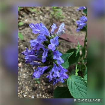 ブルーの花の画像 by haruさん | 小さな庭とネペタ　ブループレリュードとブルーの花と花のある暮らしとお花に癒されて