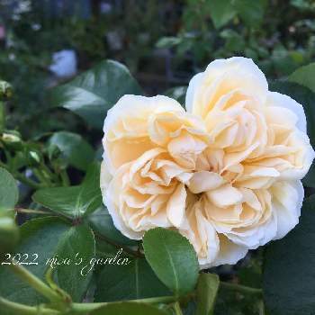 バラ アリアドネの投稿画像一覧 Greensnap グリーンスナップ