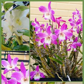 デンドロビウム,カトレア,自転車で散策,紫色のお花,白いお花の画像