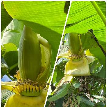 南国風の画像 by ラックスさん | 広い庭とバナナの花とバナナの実と大きい花と花のある生活と夏の花と黄色い花と広いお庭と裏庭の景色と南国風とガーデニング