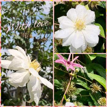白い花大好きの画像 by naoppeさん | これからも一緒だよとクレマチス♬と暑さに負けるな〰☆とお花に心癒されてと出逢いに感謝と白い花大好きと見つけた幸せ♡