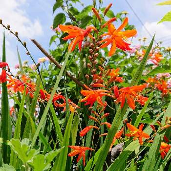 華やかなお花の画像 by Uzuki1957さん | お出かけ先とヒメヒオウギスイセン(姫檜扇水仙)と別名　モントブレチアと自転車で散策と買い物途中とよそ様の玄関先と華やかなお花とオレンジ色のお花
