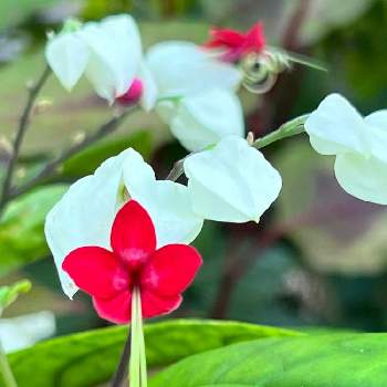 紅白の花の画像 by ドナさん | 小さな庭とゲンペイカズラとわれら17年組としぞーか勢と夏の花と紅白の花とがんばる♡とバラと夢CLUBと花のある暮らし