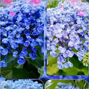 ブルーの花の画像 by CHIEさん | ウズアジサイ（オタフクアジサイ）と薄紫色の花と庭の花と猛暑とおうち園芸と綺麗なお花とポップコーンあじさいと綺麗な色♡とブルーの花とかわいい花