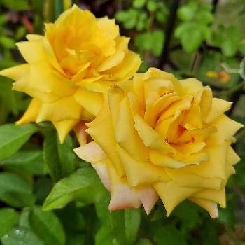 カワイイ～☺️の画像 by IKUMAMAさん | 小さな庭とバラ   トロピカルシャーベットとカワイイ～☺️と咲いてくれてありがとう❤とおうち園芸と鉢植えのバラとバラ・ミニバラとバラを楽しむと癒し♡