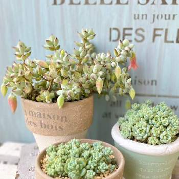 多肉植物 セダム ペレスデラロサエ ピンクエッジ 抜き苗 Www Shipsctc Org 多肉植物 セダム ペレスデラロサエ ピンクエッジ 抜き苗 Www Shipsctc Org