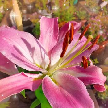 大きな花の画像 by reomamaだワンさん | バルコニー/ベランダとユリと球根からの開花とピンクの花と大きな花とおうち園芸と鉢植え✨