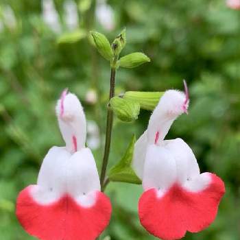  エディブルフラワーの画像 by イッコさん | お出かけ先とシソ科と花期長いとハーブと赤い花と白い花と エディブルフラワーとさんぽ