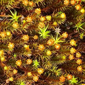 苔類の画像 by K2さん | お出かけ先と山pic⛰とわりと好きシリーズ❣️と大自然はいいなぁ〜❣️と大自然大好き仲間❣️と苔類
