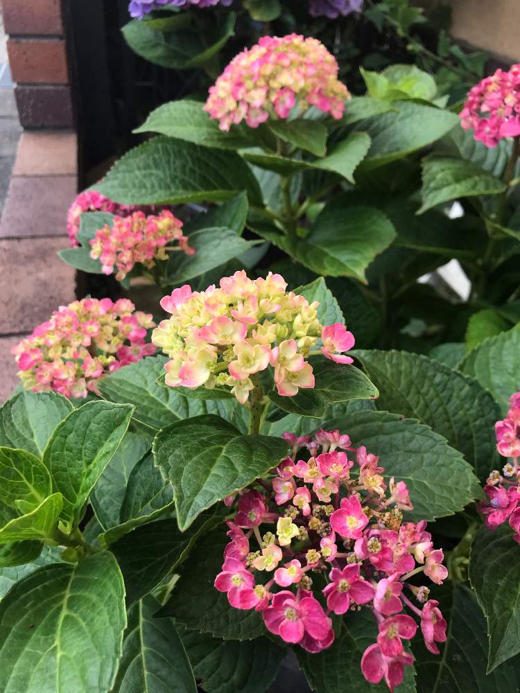 ウチのアジサイ 22年 Greensnap グリーンスナップ