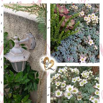 パープルヘイズ,ローリエ,ジャカランタ,庭の花,つぶつぶの日の画像
