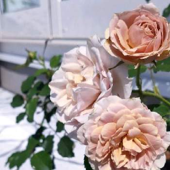 ローズファームケイジの画像 by Bree Van de Kampさん | 小さな庭とWABARAとばら バラ 薔薇とおうち園芸とばら大好きとローズファームケイジと薔薇いおりとガーデニングと花のある暮らしと和ばら いおり
