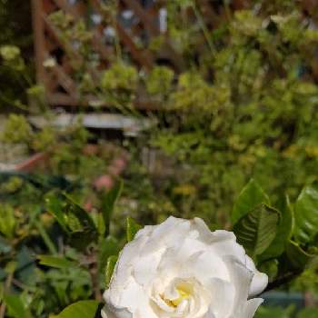 ヌマタクチナシの投稿画像一覧 Greensnap グリーンスナップ