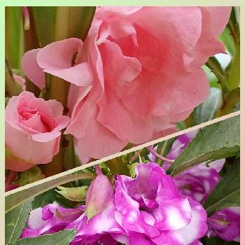 こぼれ種からの画像 by レッドさん | 鳳仙花とホウセンカと花のある暮らしとこぼれ種からとおうち園芸