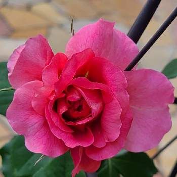 ピンク大好きの画像 by かのんさん | 小さな庭とチーム東京とGSの皆さまに感謝♡とピンク！ピンク！ピンク！とバラ フラマンローズとバラ大好きとピンク❤︎ピンクと２０２０年５月同期とピンク大好きと香りの良いバラと平和を願う☆とバラが好き